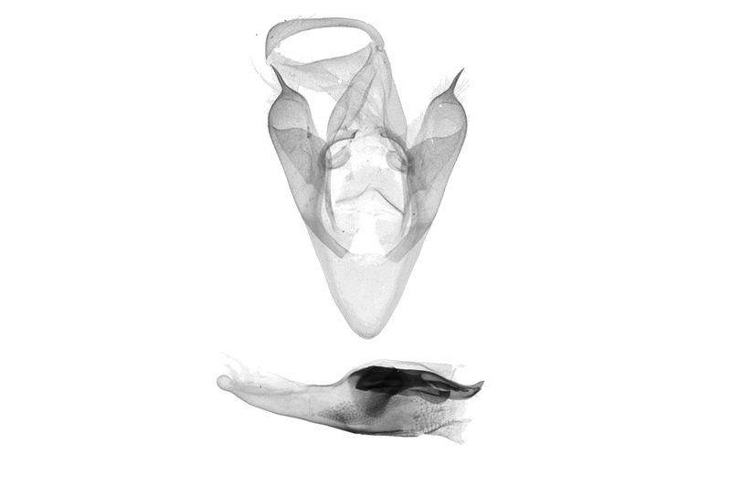 Sinarella punkikoensis Male